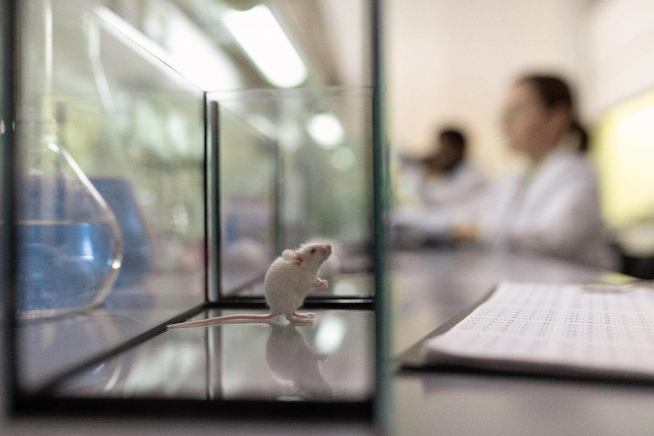 Лабораторная мышь в виварии